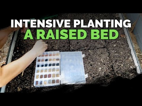 9 Beginner Raised Bed Garden Mistakes to Avoid