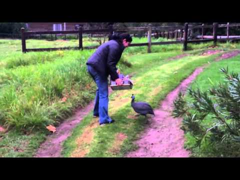 Do Guinea Fowl Attack Humans