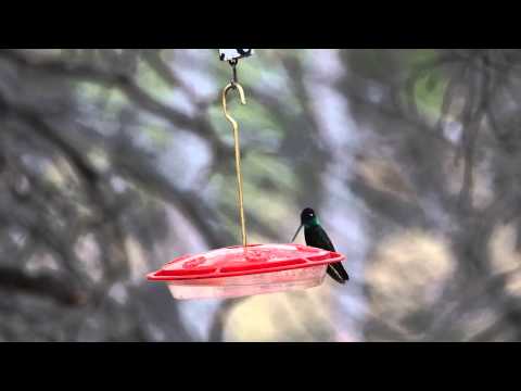Magnificent Hummingbird