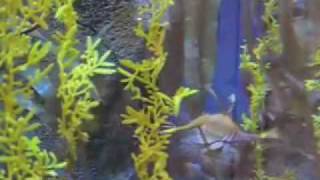 a georgia aquarium.mov