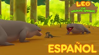 Leo, El Explorador Episodio #105 - Dragón de Komodo (Español)
