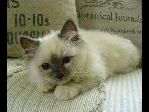 Animal Planet  :  Cats 101 ~ Birman