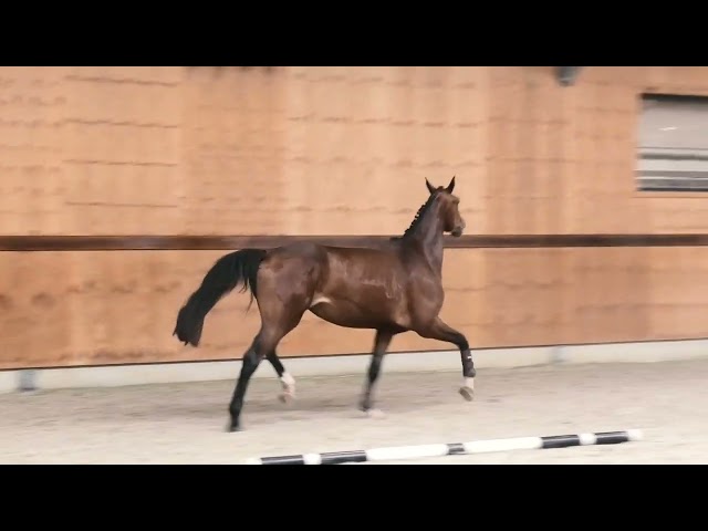 gaits