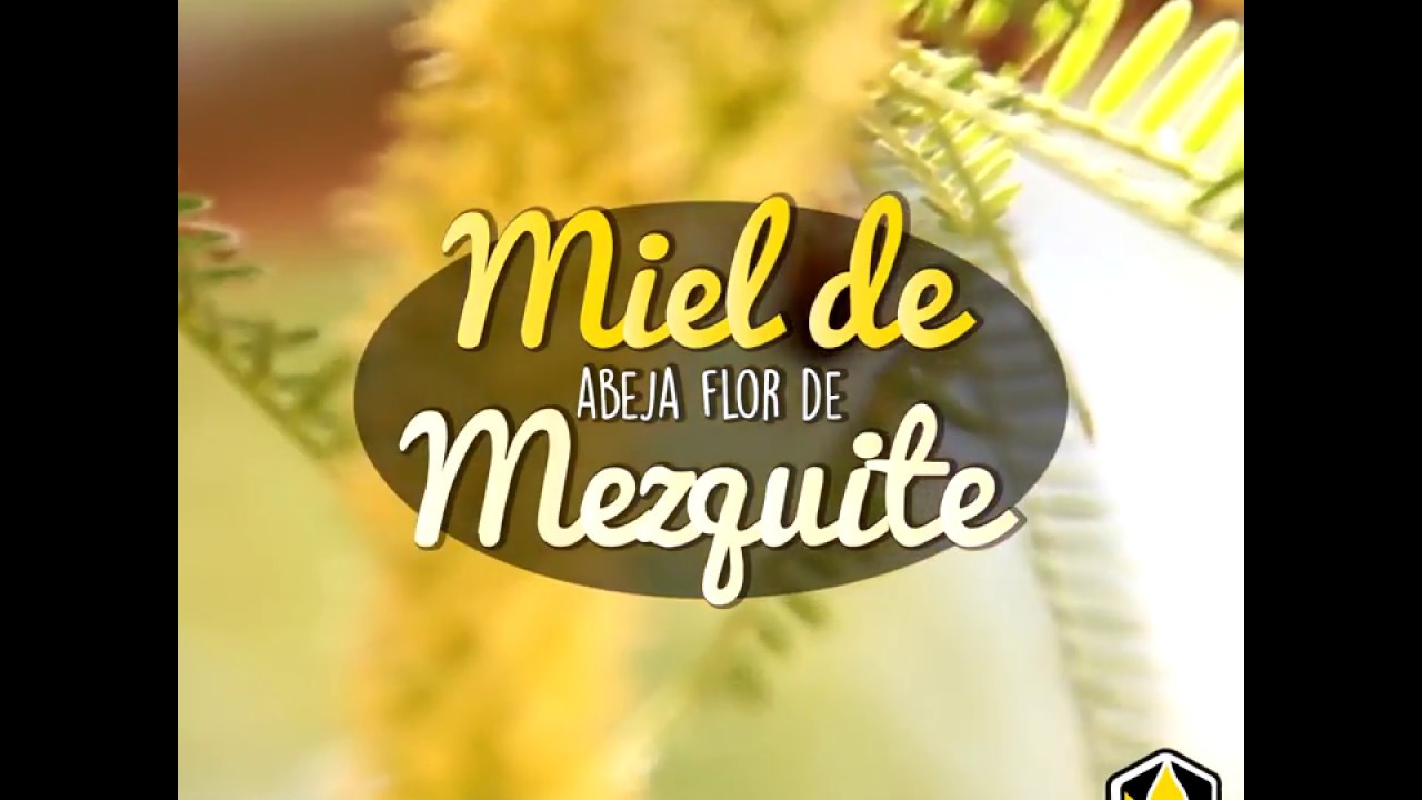 Miel de Abeja Flor de Mezquite Temporada 2018