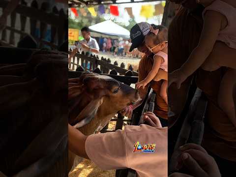 Vivimos la experiencia de Panaca en Arjona/Bolívar  #panaca  #animales