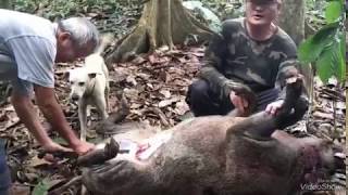 Wild Boar Hunting In Kuantan,Pahang,Malaysia.