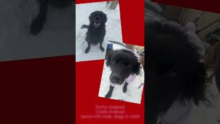 Video preview image #1 Chesapeake Bay Retriever-Golden Retriever Mix Puppy For Sale in Anchorage, AK, USA