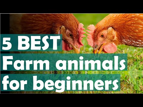 , title : 'Easiest farm animals for beginners: Best animals for new homesteaders'