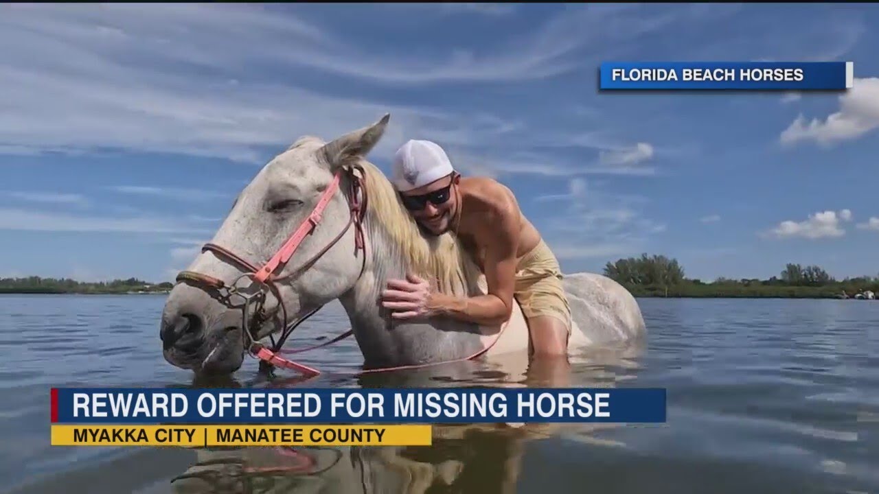 Rescue horse goes missing from Florida Beach Horses ban in Myakka City