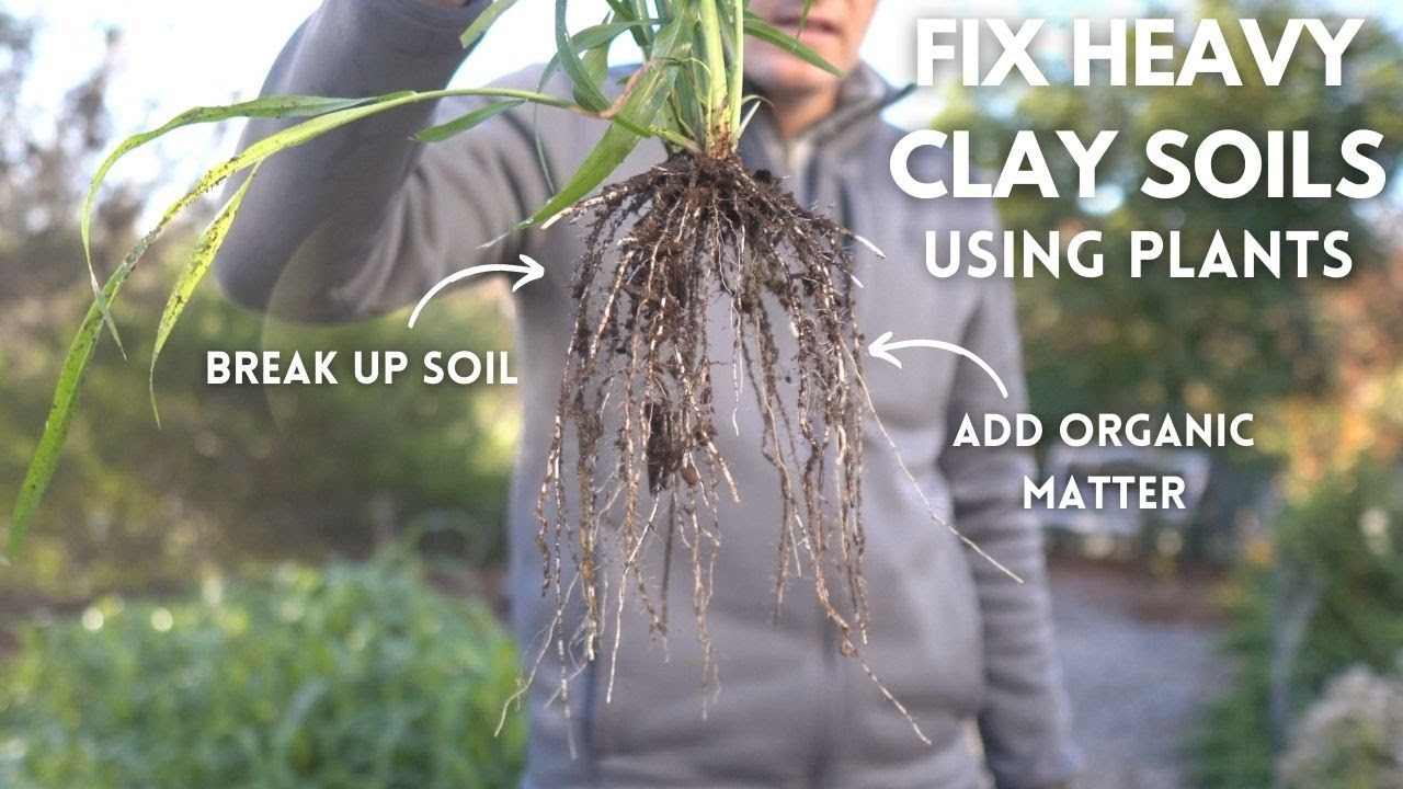Why are plants so strong and rigid?