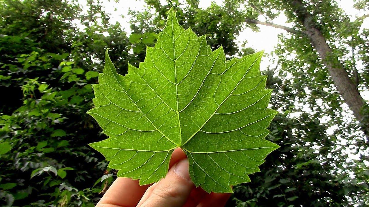 Wild Food Foraging- Grape Leaf Chips - YouTube