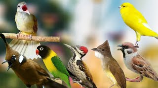 Download lagu MASTERAN MURAI BATU FULL TEMBAKAN JERNIH MUDAH DITIRU UNTUK BURUNG MURAI mp3 Download lagu MASTERAN MURAI BATU FULL TEMBAKAN JERNIH MUDAH DITIRU UNTUK BURUNG MURAI mp3