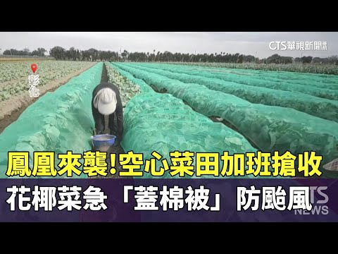 鳳凰來襲！空心菜田加班搶收　花椰菜急「蓋棉被」防颱風