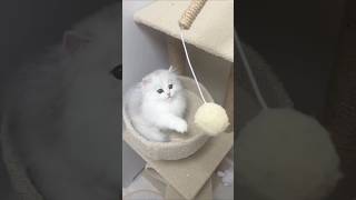 Adorable Kitten moments 🐥🐾