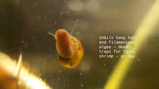 Fairy shrimp journey || Branchinella thailandensis