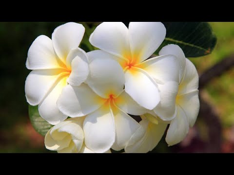 The video photo from beautiful frangipani and plumeria flowers with music / Chen Channthorn 002