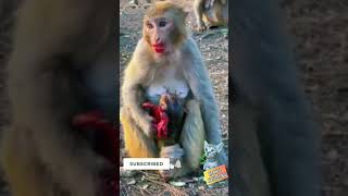 Download lagu Reaksi Nyi ITEUNG, Ibu Monyet yang tega makan depan anaknya #short #kucingkampung mp3