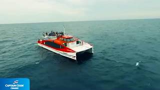 Sydney Whale Watching 2018 Captain Cook Cruises