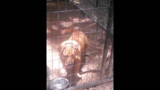 Scrap Iron&#39;s Fire 7yrs old true 14inch bitch with no bulldog behind her