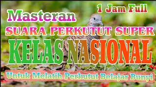 Download lagu Suara Perkutut Super Kelas Nasional || Masteran Suara Burung Perkutut Bangkok mp3