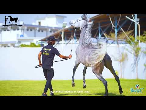 FORELOCK’S SSENSATION I Arabian Stallio I MAZRAYAAT AL ARABIANS I Parrot Studio