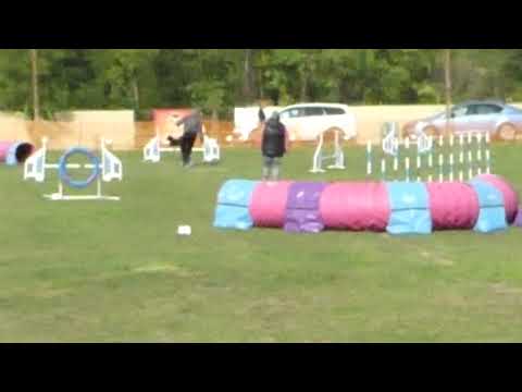 Kutya Akadémia jumping vizsga 2022.09.24. 2. futam