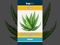 aloe (noun) - definition and usage in English