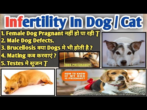 infertility in dog & cat || जानिए क्या कारण है 🤔 ? || brucellosis in dogs || pyometra || heat dog