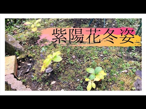 , title : '【紫陽花】冬の姿!!挿し木紫陽花も冬支度　~hydrangea~'
