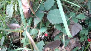 preview picture of video 'LAS FRUTILLAS ORIGINALES DE AMÉRICA, EN COIHUECO -  ÑUBLE.MPG'