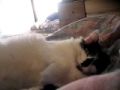 Spoiled Cotton Candi