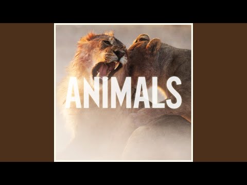 Animals video