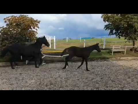 Hengst v. Dynamic Dream/Weltmeyer/Prince Thatchxx geb.15.05.2022