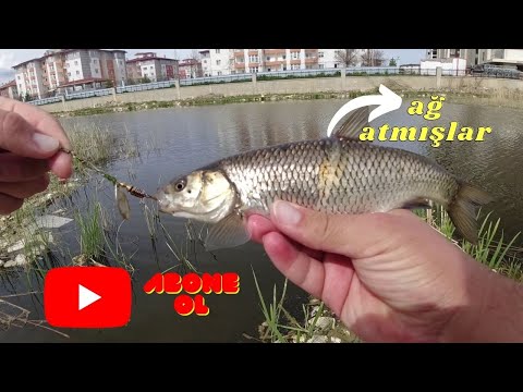 MEPS İLE KASNA AVI! (KASNA AVI NASIL YAPILIR, NELERE DİKKAT ETMELİYİZ)