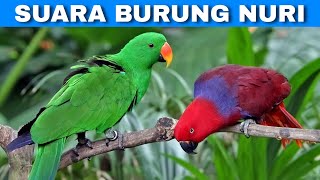 Download lagu Suara Kicau Burung Nuri Bayan Merdu | Tunable Nuri Bayan Sound mp3 Download lagu Suara Kicau Burung Nuri Bayan Merdu | Tunable Nuri Bayan Sound mp3