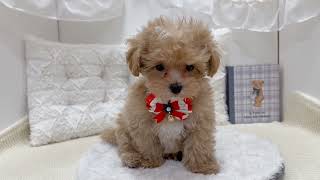 ハーフ犬の動画01