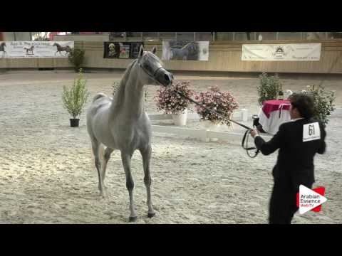 Deauville Arabian Cup 2016 - Class 9