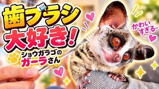 歯ブラシ大好き！ショウガラゴのガーラさんが可愛すぎる🪥💕【癒し動物】