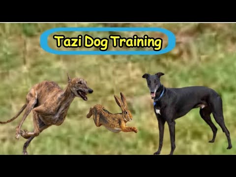 greyhound racing | tazi dog training | dog training tips | racing dog | dogs