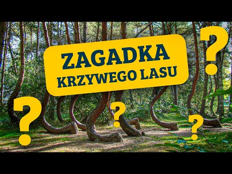GRYFINO: Krzywy Las i jego zagadka [PL]