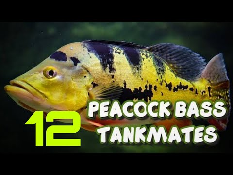 12 most suitable tankmates for peacock bass fish | Peacock bass tank mates