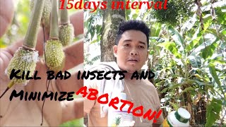 Download lagu pupuk daun interval penyemprotan buah durian 15 hari #durian #petani#pertanian mp3