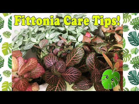 download lagu mp3 mp4 Fittonia Red Vein, download lagu Fittonia Red Vein gratis, unduh video klip Fittonia Red Vein