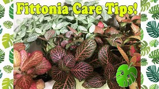 Fittonia Care Tips!