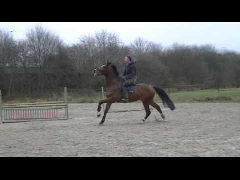 SOLD 5yr Gelding by Camax X Grossadmiral Training