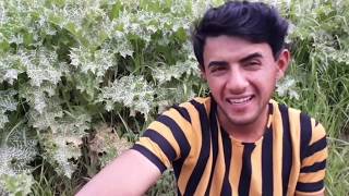 كواليس   السفرة  في البرية