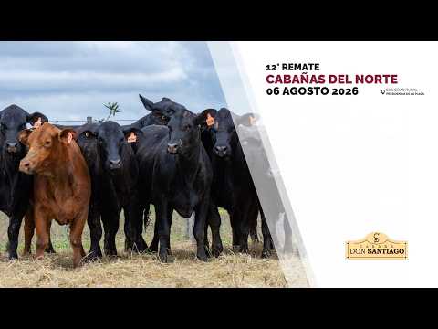 7 DON SANTIAGO HEMBRAS   CABAÑAS DEL NORTE 2026