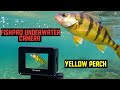 Video Thumbnail for Yellow perch