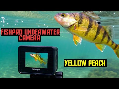 Yellow  perch 
