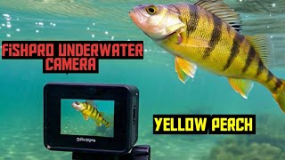 Yellow  perch 
